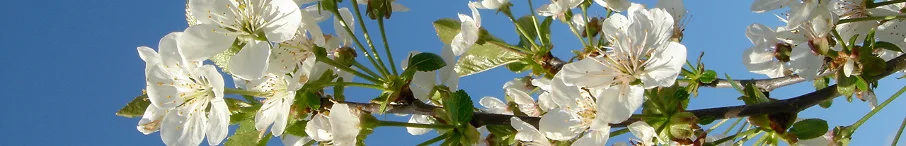 Weiße Blüten vor blauem Himmel