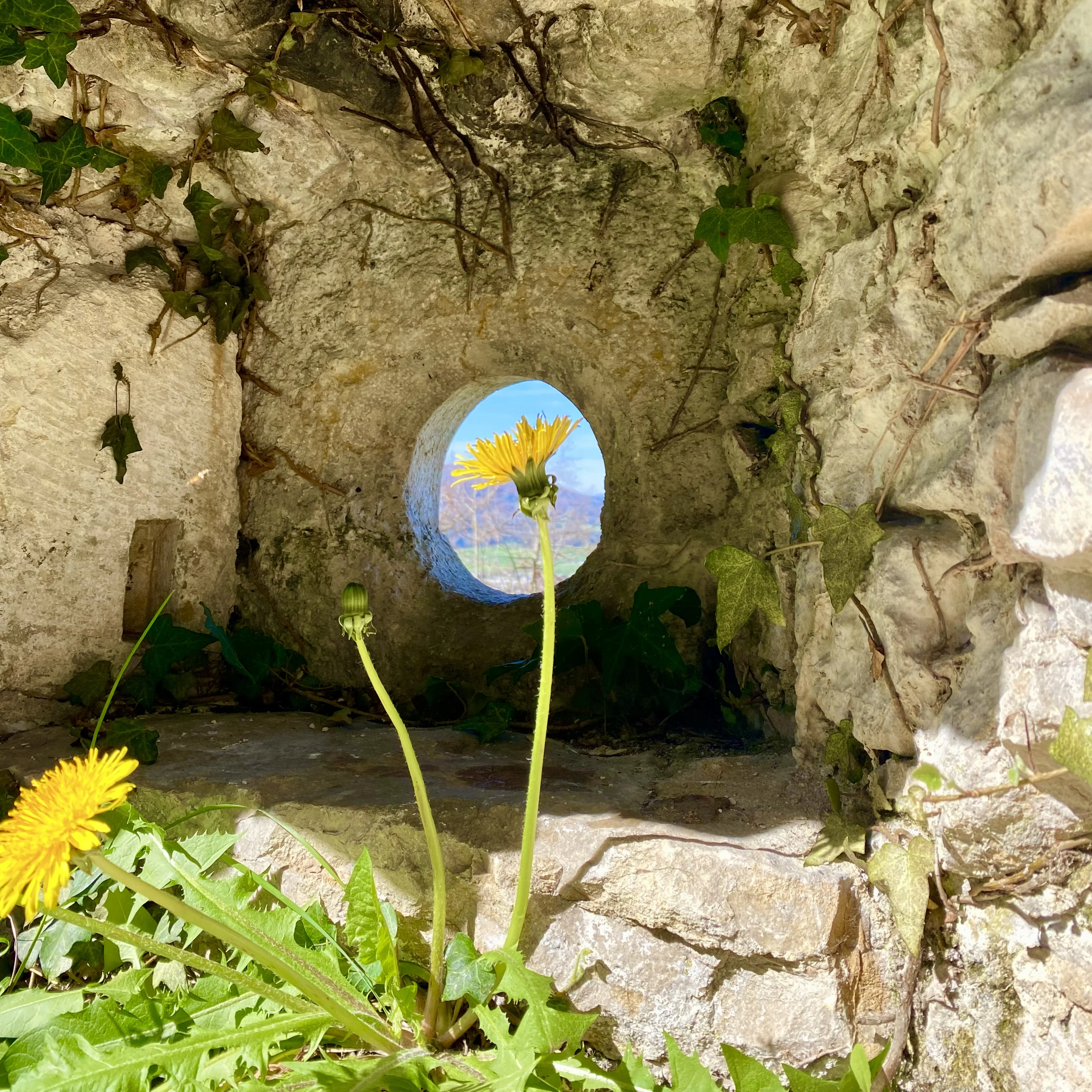 Blume im Licht